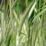 Segale - Foto Adamo Martino